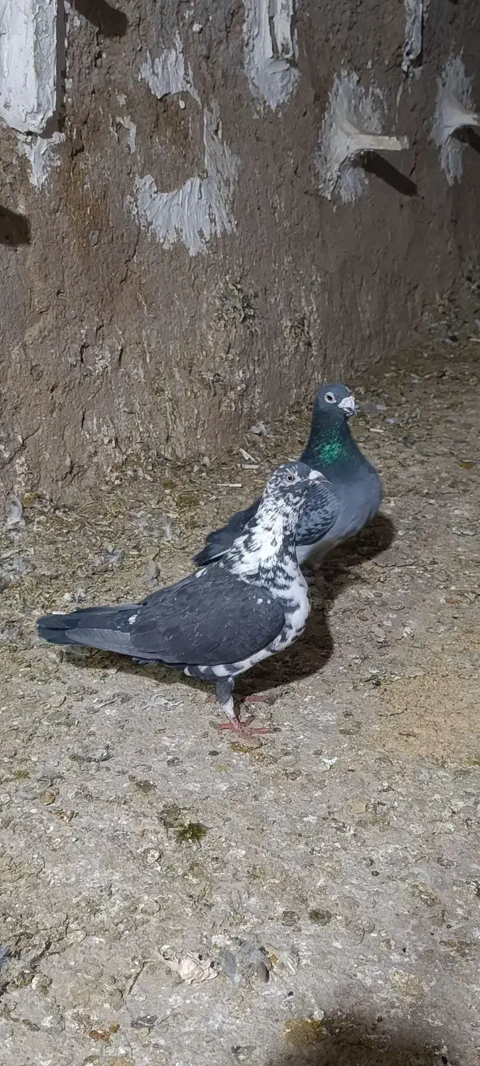 بزک|پرنده|آباده, |دیوار