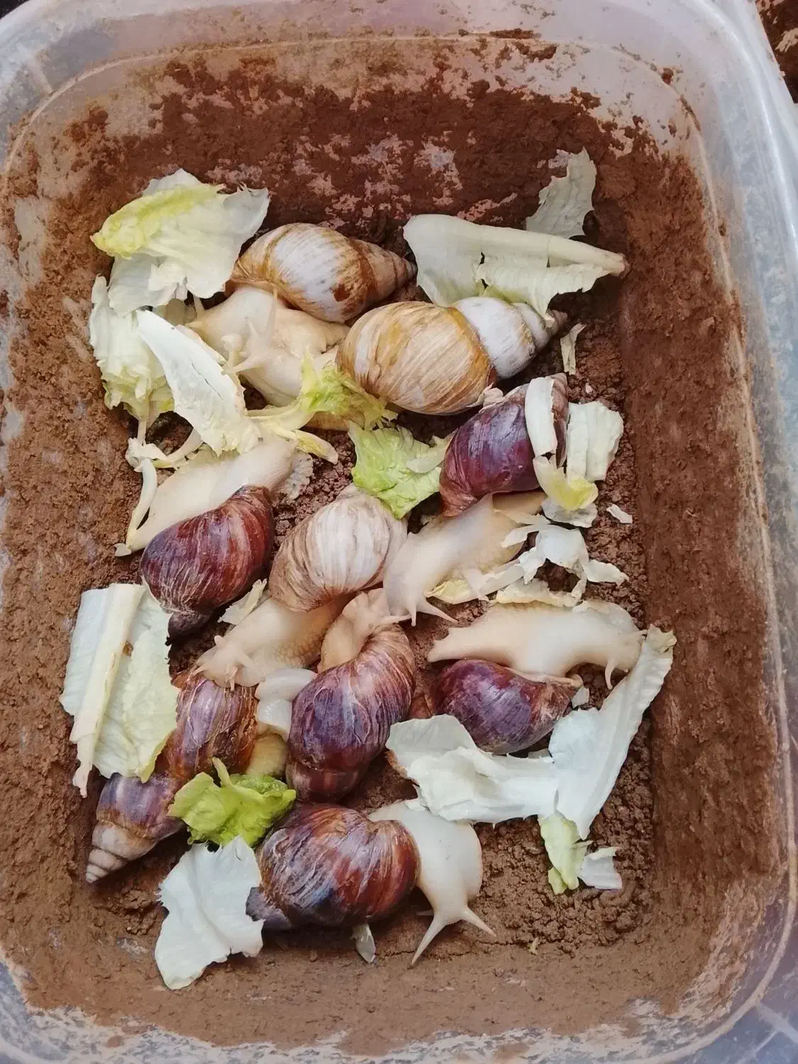 حلزون آلبینو و آچیلا|خزنده|قزوین, |دیوار