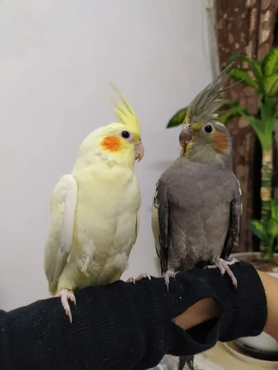 عروس هلندی|پرنده|تربت‌حیدریه, حسنی بالا|دیوار