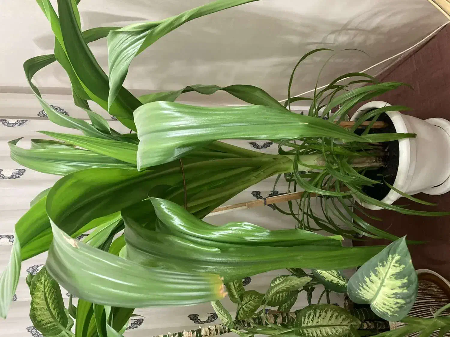 گلهای طبیعی آپارتمانی فریمان|گل و گیاه طبیعی|فریمان, |دیوار