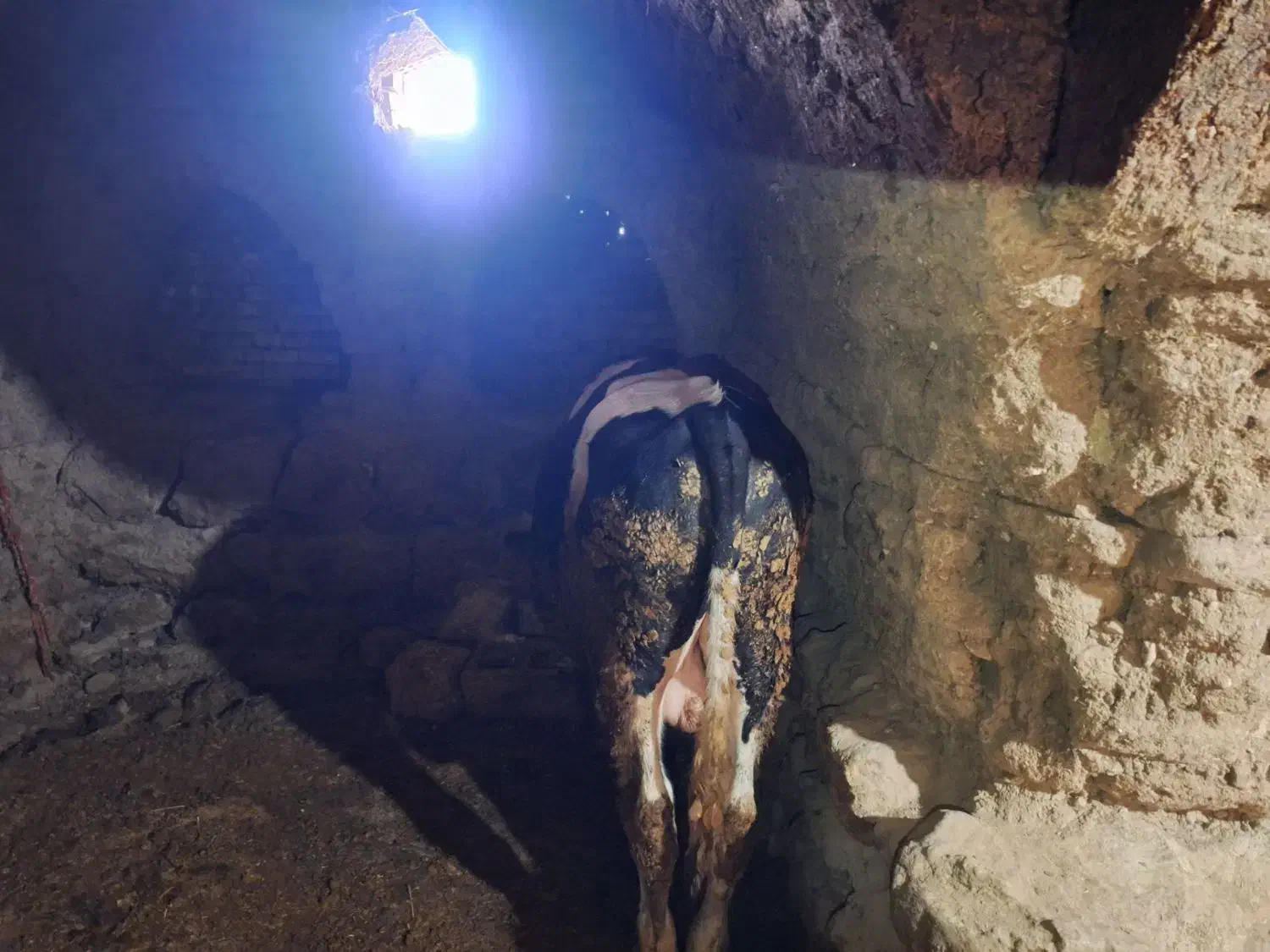 گوساله، گاو، بزغاله|حیوانات مزرعه|اردل, |دیوار