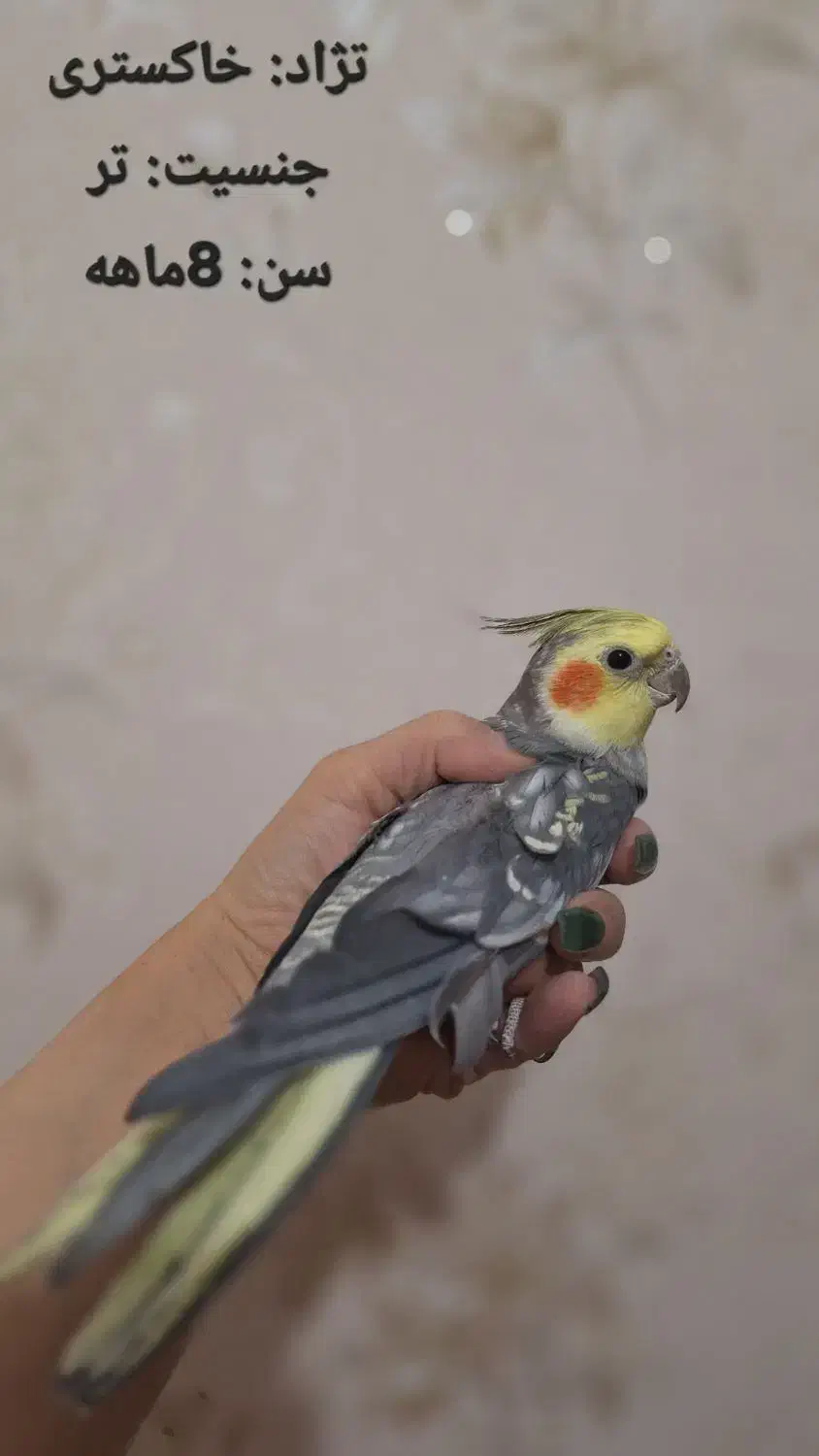 فروش عروسهای هلندی|پرنده|اردبیل, |دیوار