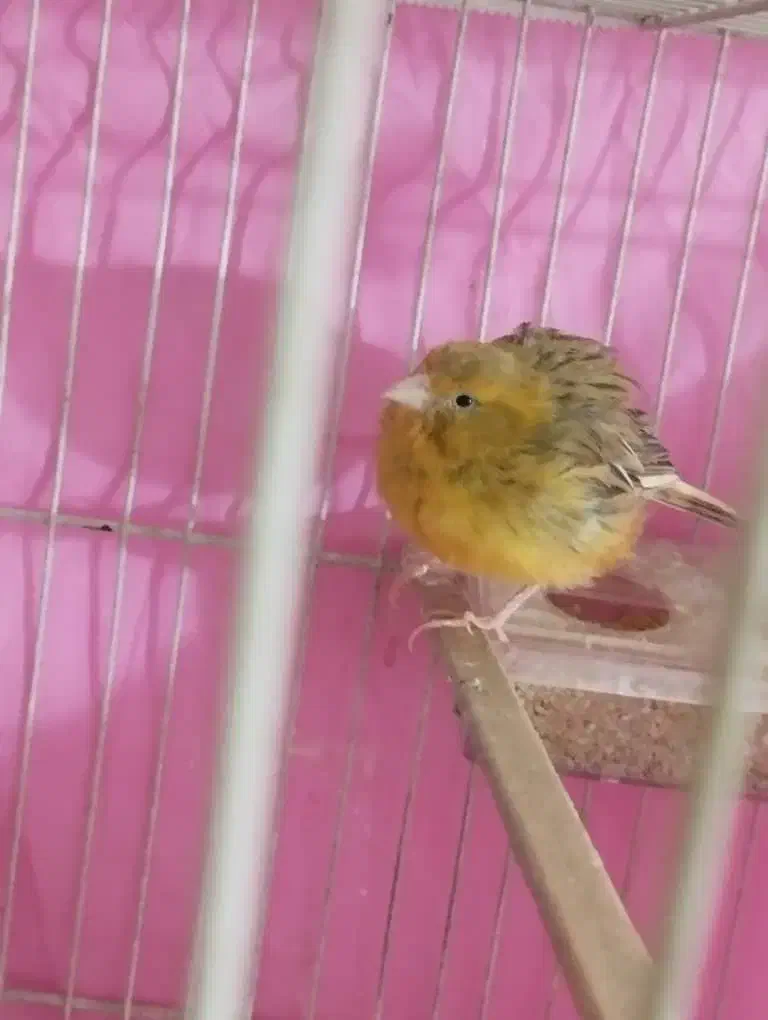 قناری|پرنده|مشهد, دوست آباد|دیوار