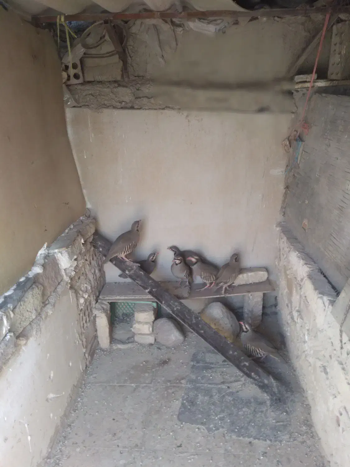 پرنده کوهی|پرنده|ری, شهید بهشتی|دیوار