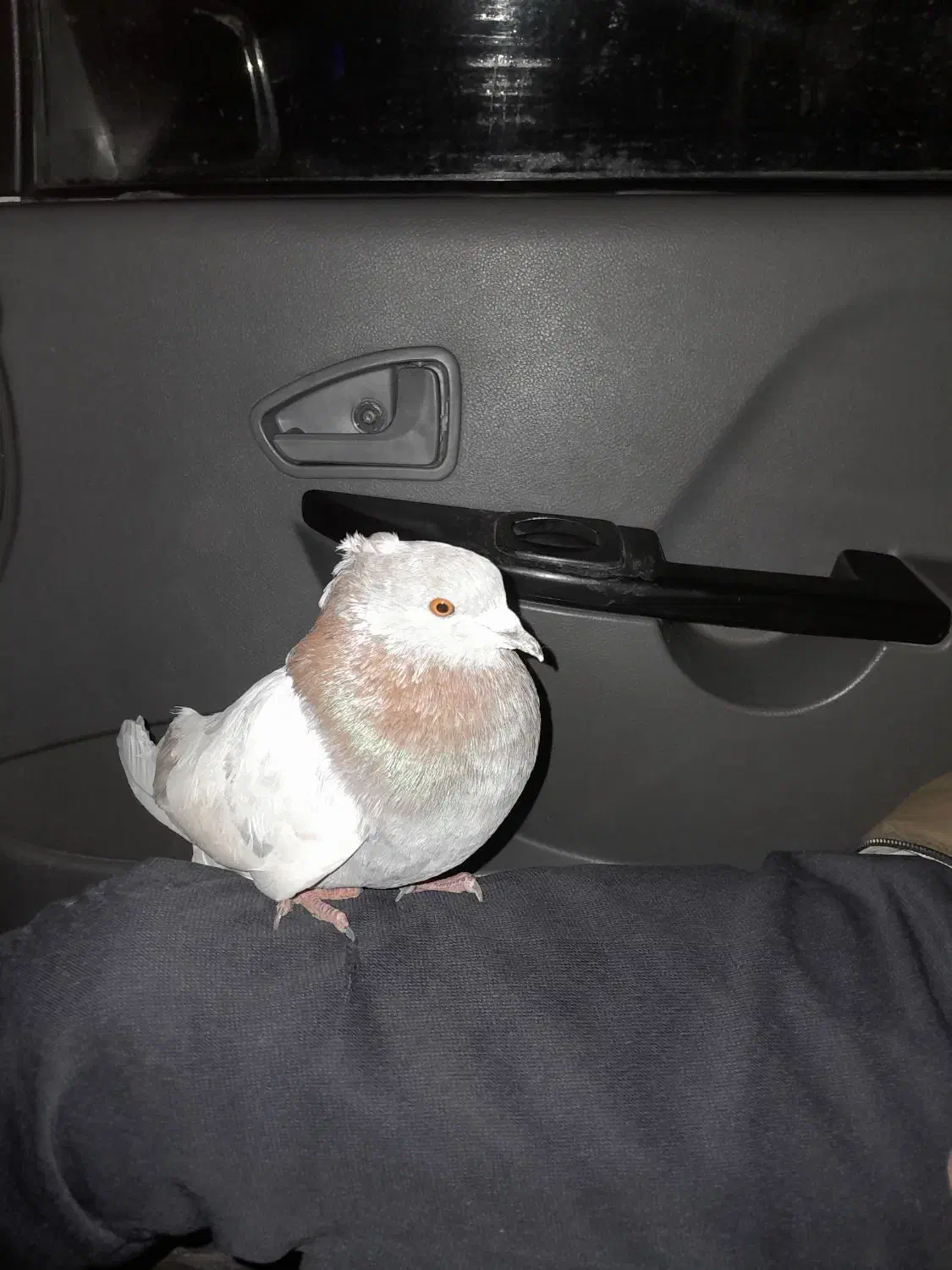 کبوتر|حیوانات|خوی, |دیوار