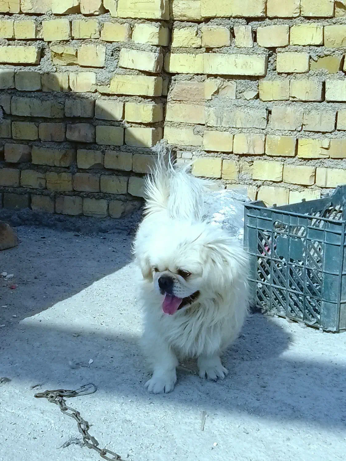 سگ پاکوتاه سفید|سگ|شریف‌آباد, |دیوار