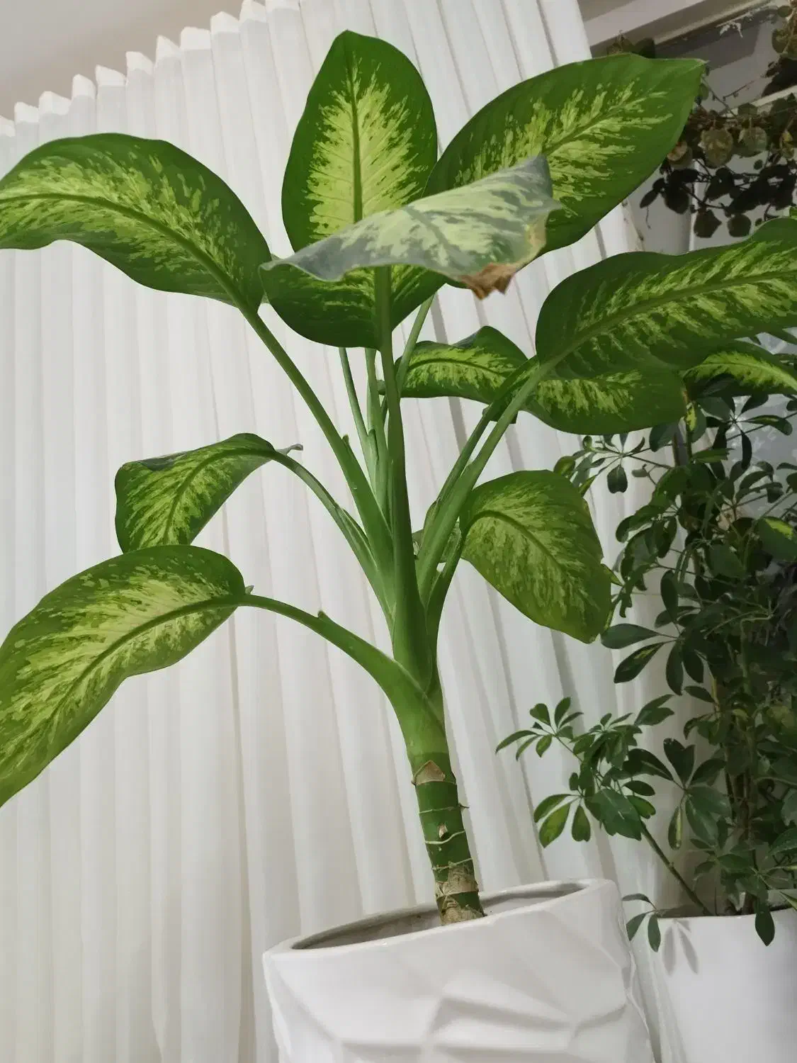 گل دیفن|گل و گیاه طبیعی|تربت جام, شهرک معلم|دیوار