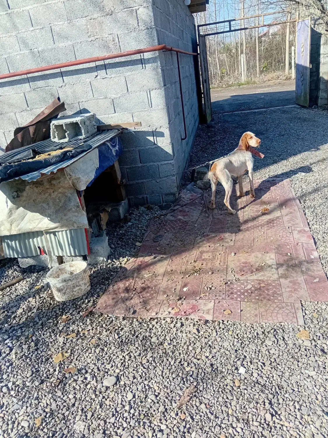 سگ شکاری|سگ|آستانه اشرفیه, |دیوار