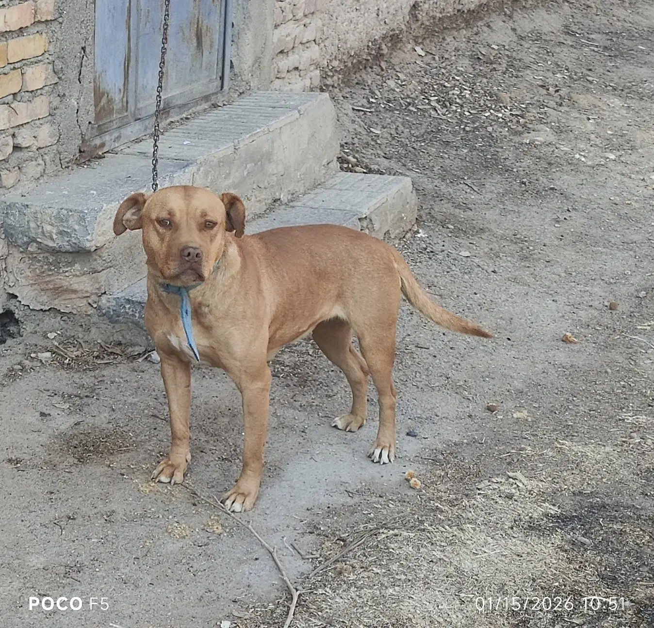 سگ پیتبول|سگ|مهریز, |دیوار