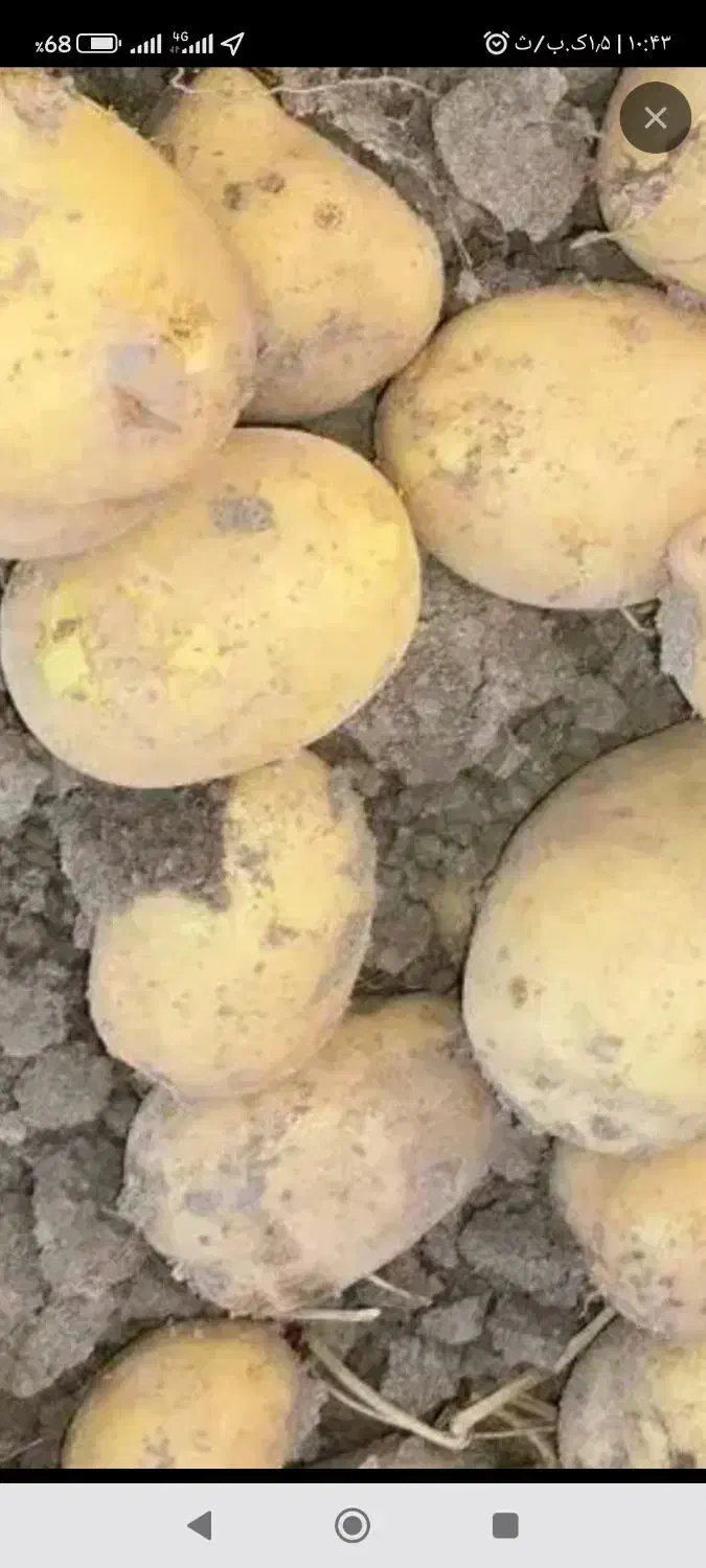 سیب زمینی سانتا|عمده‌فروشی|بیلوار, |دیوار