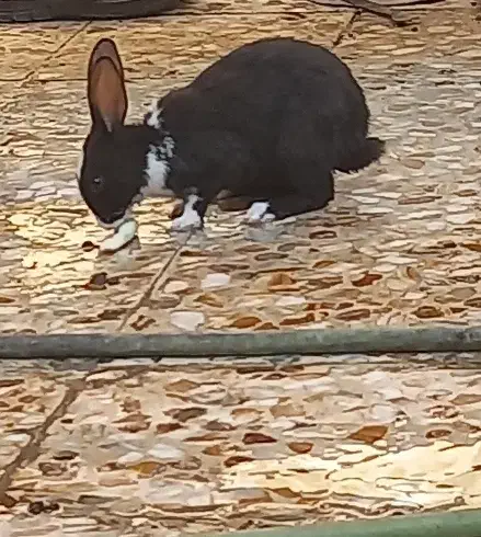 خرگوش|موش و خرگوش|ایذه, |دیوار