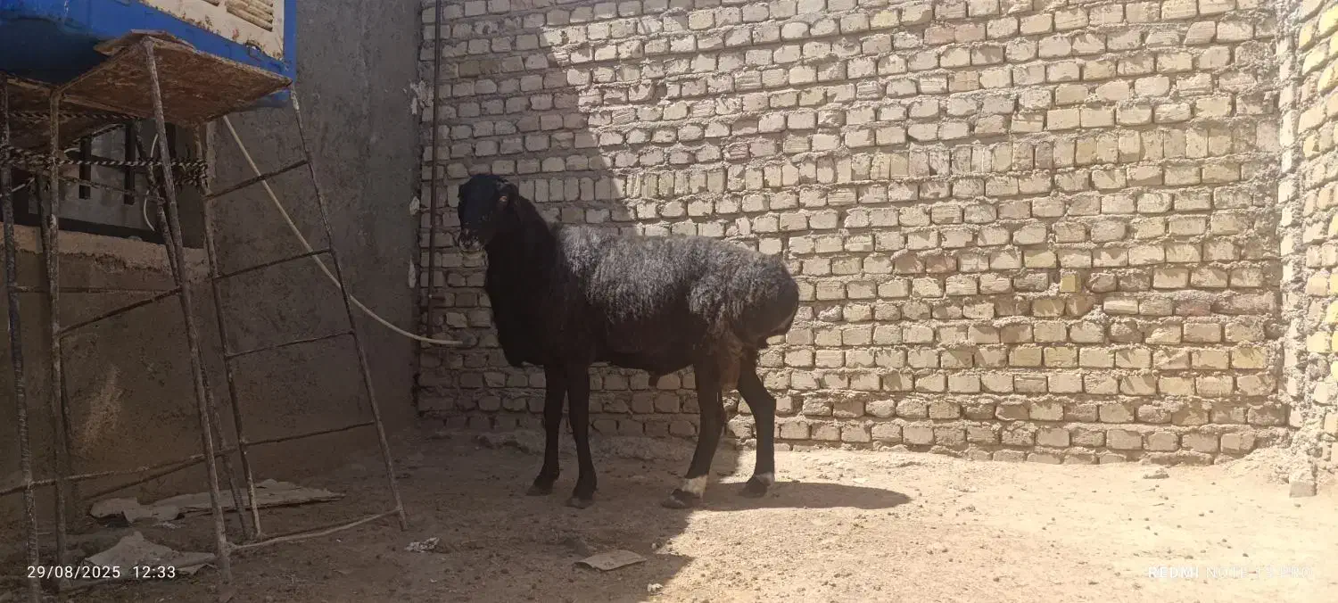 دام های پروار شده ، کوهستانی|حیوانات مزرعه|کرج, فاز ۲ مهرشهر|دیوار