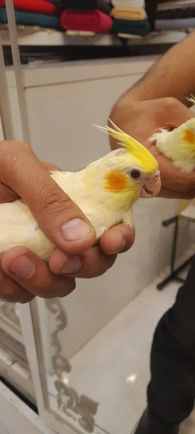 طوطی عروس|پرنده|رشت, بازار|دیوار