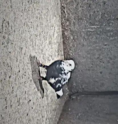 سوسکی سیاه|پرنده|نیشابور, میدون بار|دیوار