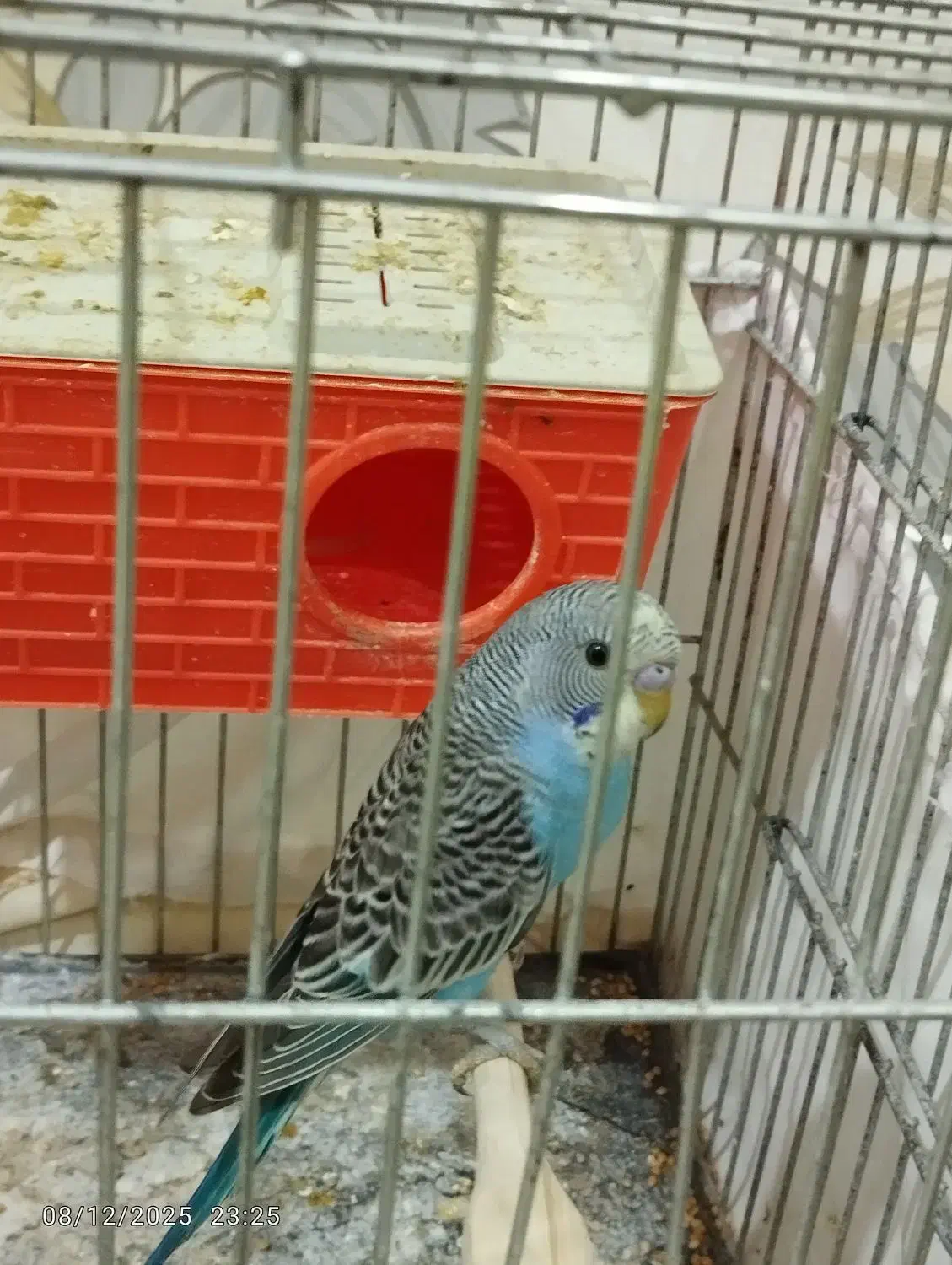 یه جفت مرغ عشق|پرنده|شوش, |دیوار