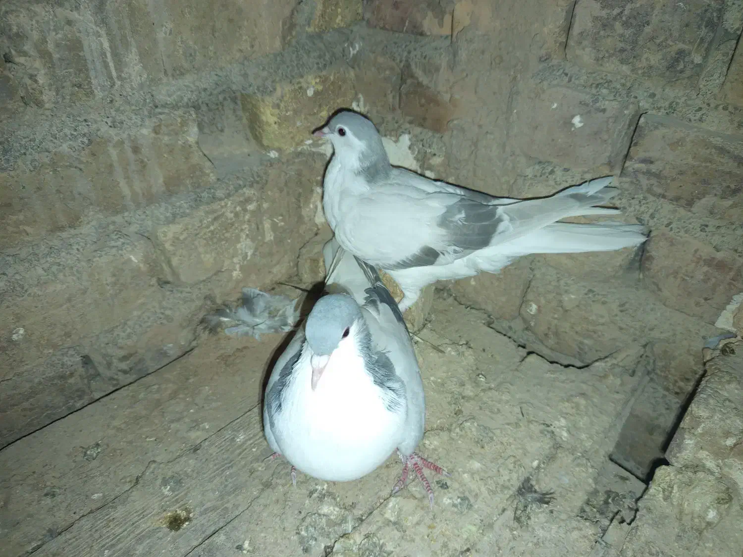 بد رنگ سوسنی و کبود|پرنده|اشتهارد, |دیوار