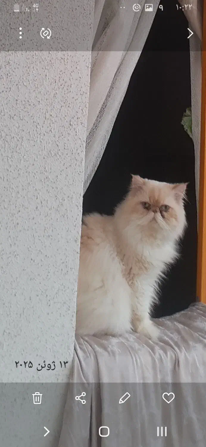 گربه نر|گربه|رشت, سیا اسطلخ|دیوار