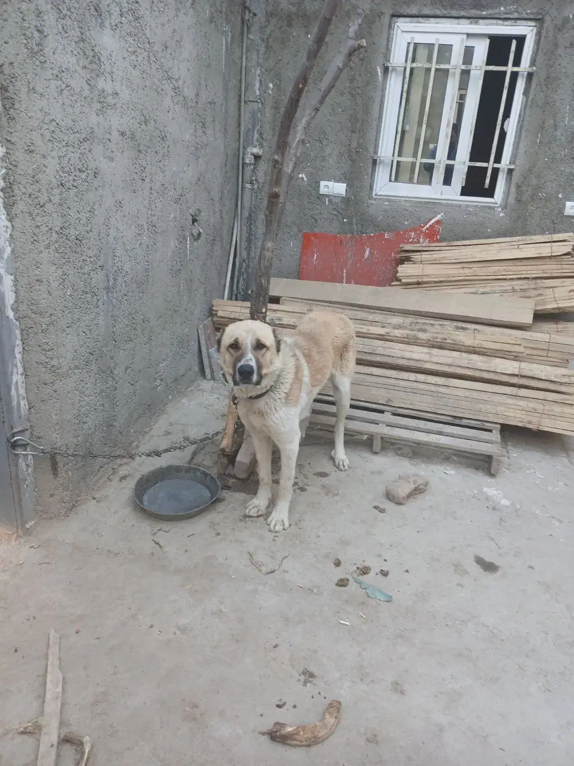سگ نگهبان سرابی|سگ|چهاردانگه (تهران), |دیوار