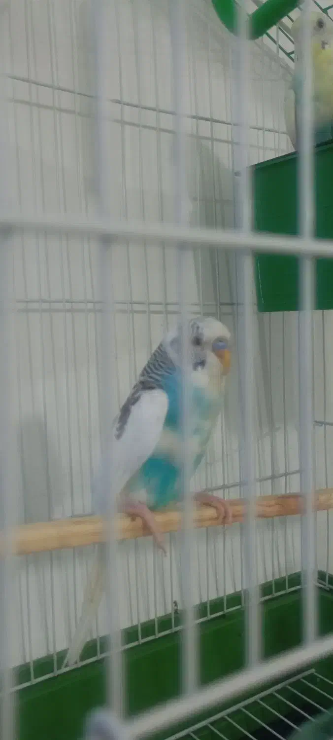 مرغ عشق|پرنده|چناران, |دیوار