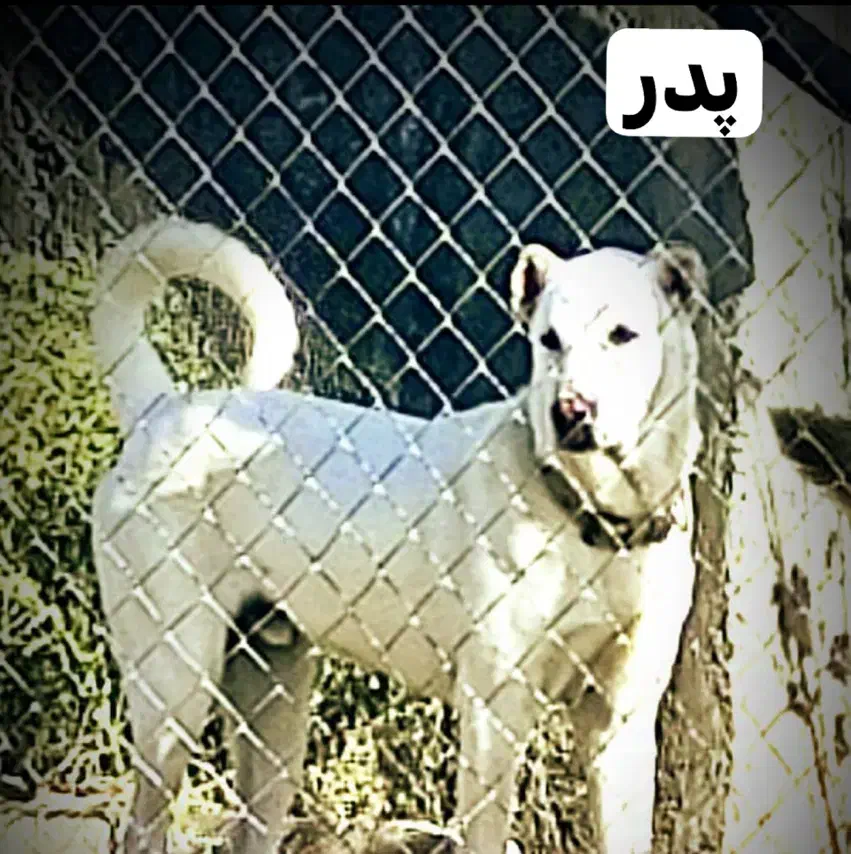 سگ سرابی|سگ|میانه, |دیوار