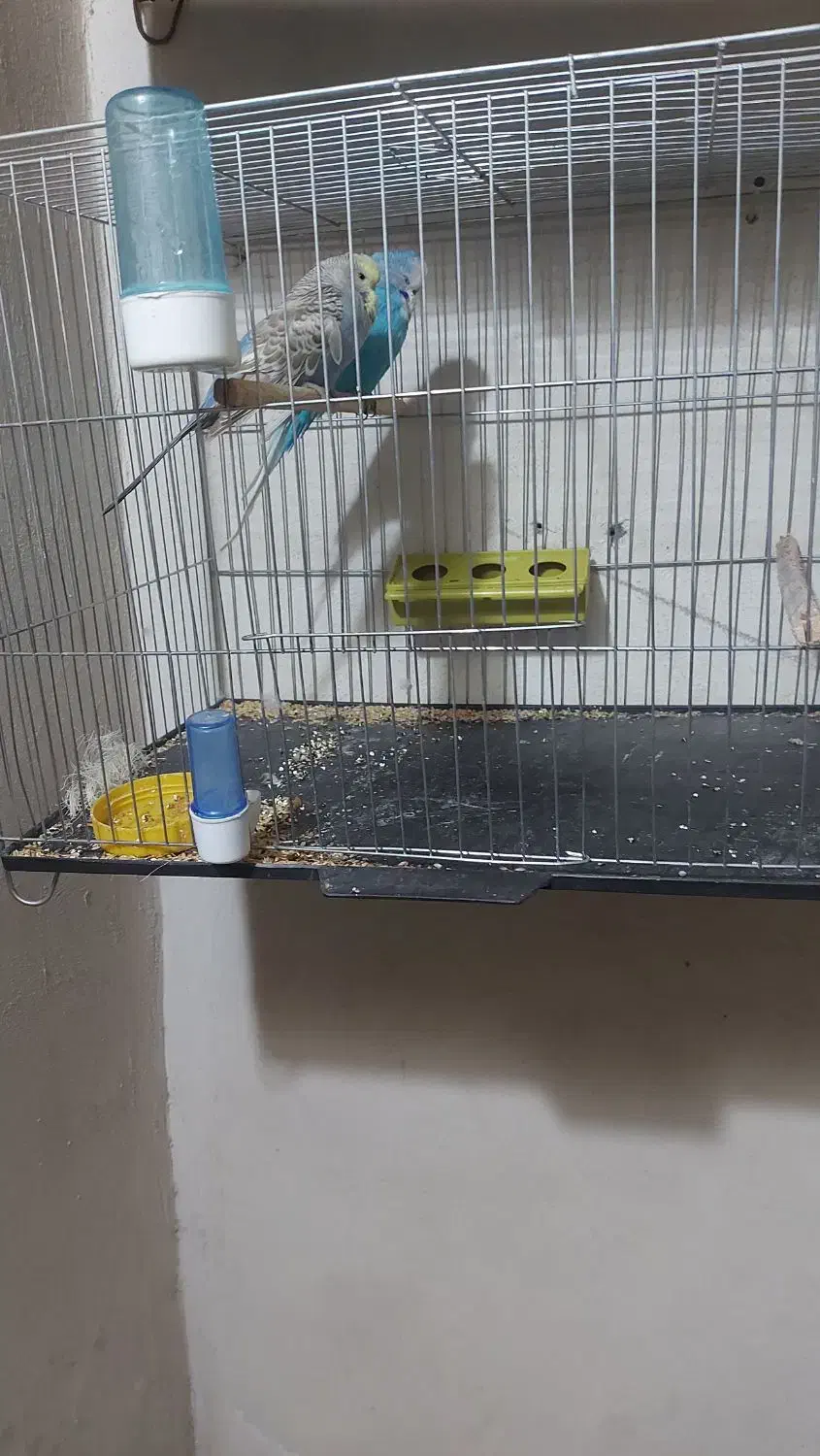 مرغ عشق انگلیسی مولد|پرنده|آمل, |دیوار