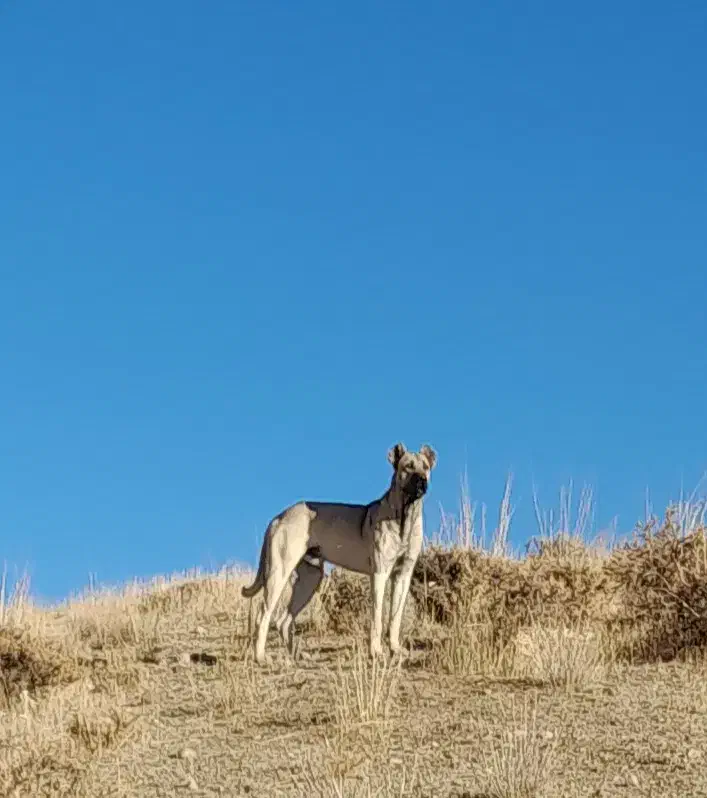 سگ سرابی|سگ|میانه, |دیوار