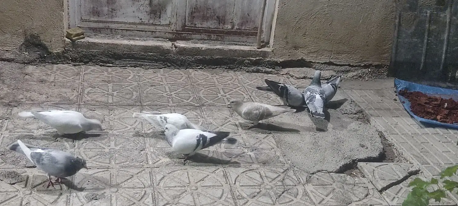 کفتر|پرنده|گلباف, |دیوار