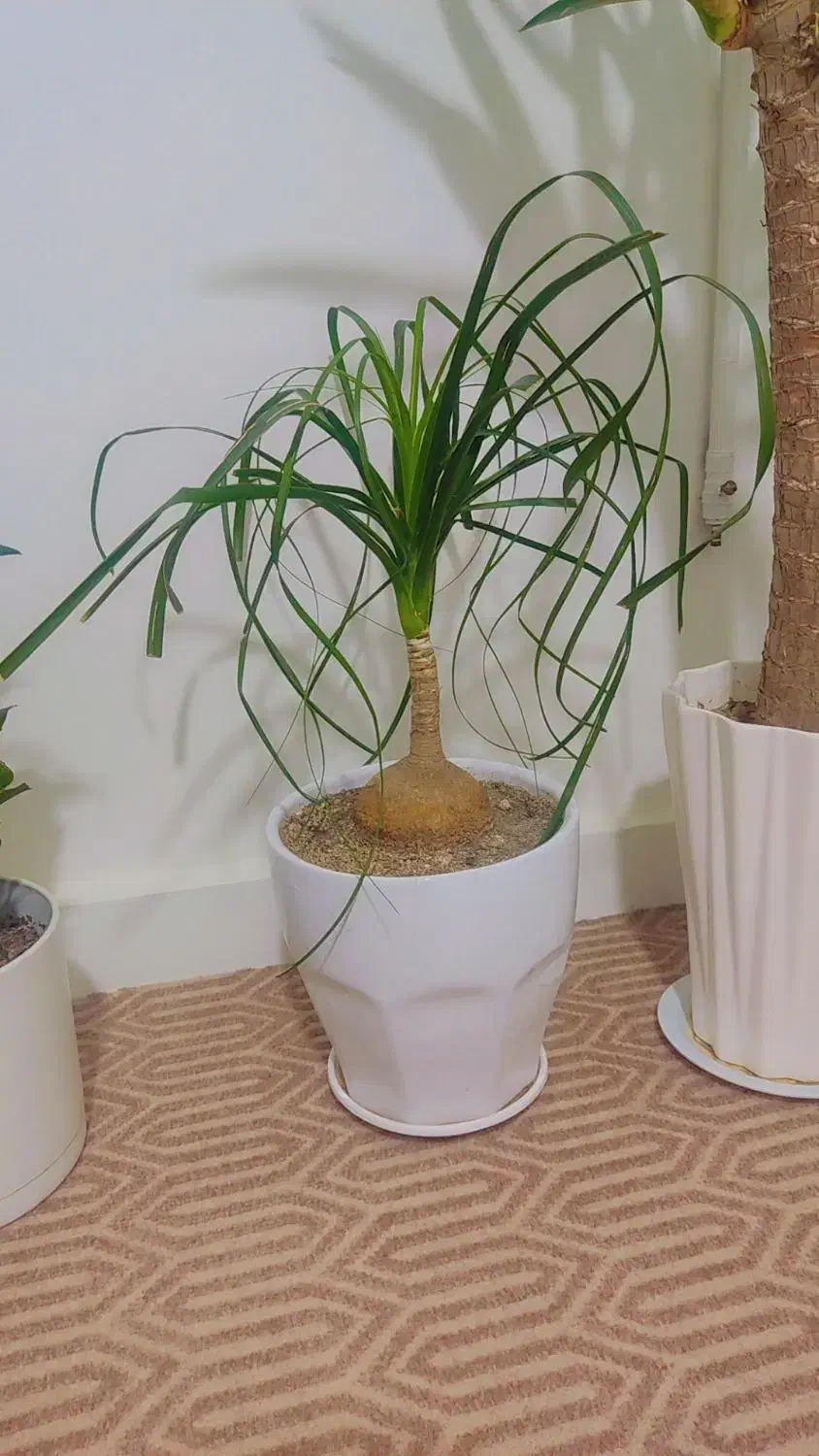 گیاه|گل و گیاه طبیعی|اهواز, لشکرآباد|دیوار