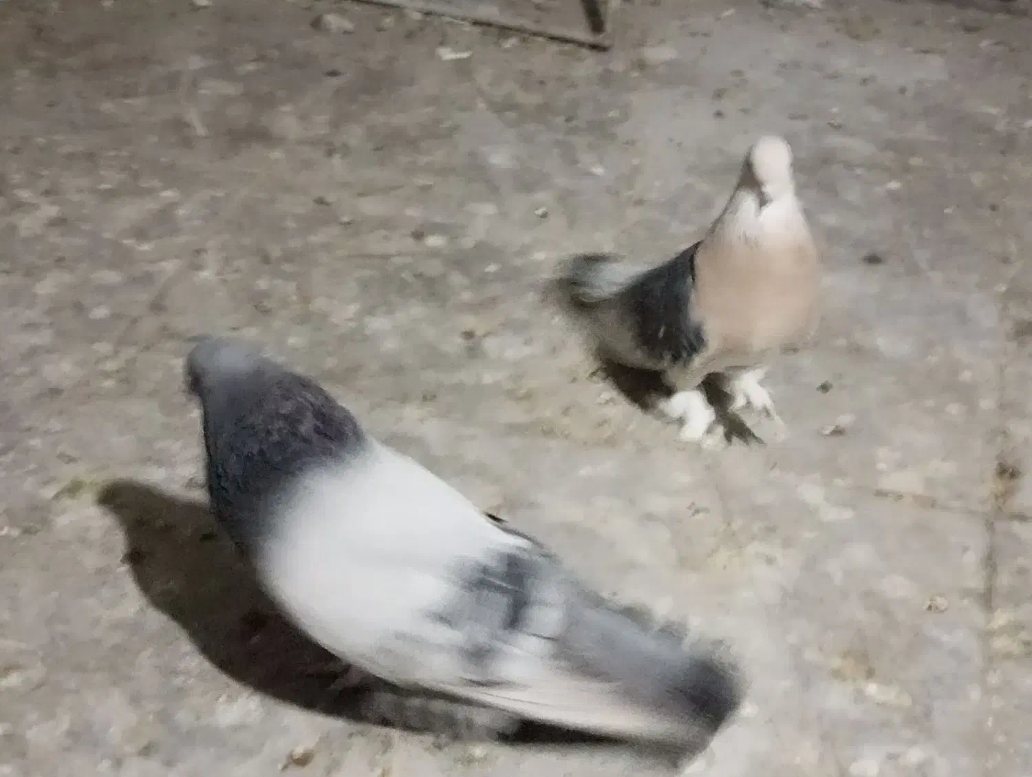 نروماده ترکیه ای|پرنده|ازنا, |دیوار