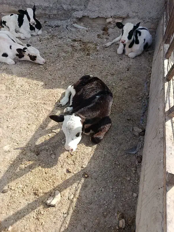 گوساله|حیوانات مزرعه|زابل, |دیوار