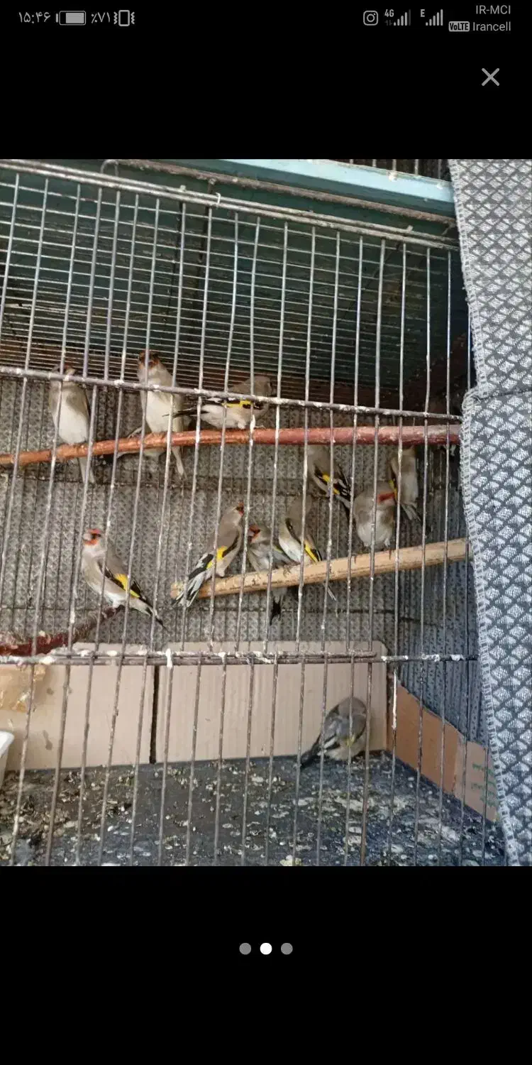 سهره کرمونی|پرنده|شهر بابک, |دیوار