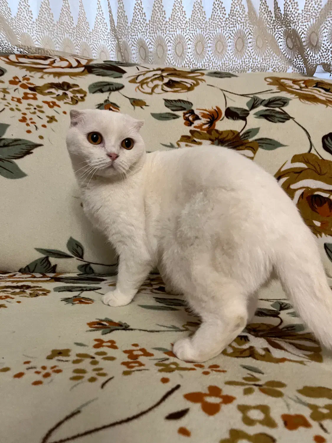 گربه برتیش و اسکاتیش ماده|گربه|تبریز, |دیوار