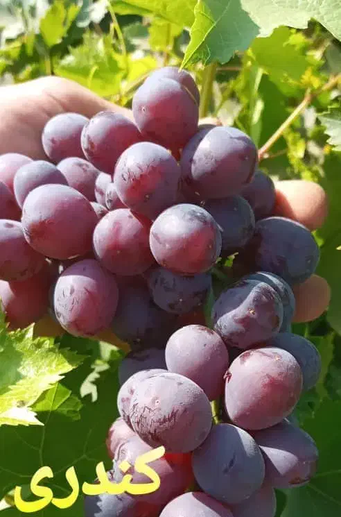 فروش نهال انگور موندراپ و سایر ارقام|خدمات باغبانی و درختکاری|ارومیه, |دیوار