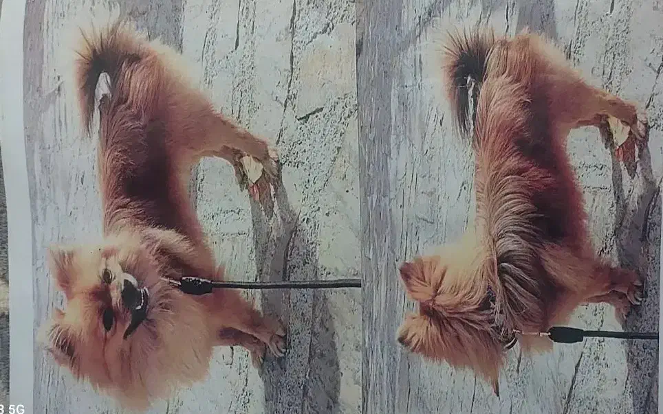 پامر گم شده|حیوانات|ارومیه, |دیوار