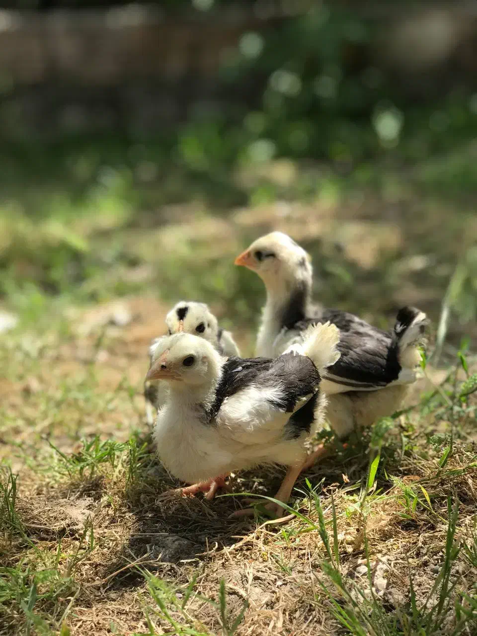 جوجه نژاد گلین|حیوانات مزرعه|نکا, |دیوار