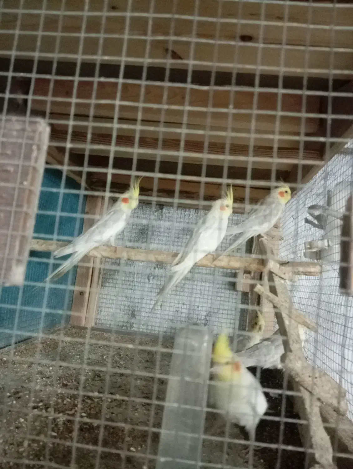 عروس هلندی فقط معاوضه با قناری|پرنده|اهواز, سپیدار|دیوار