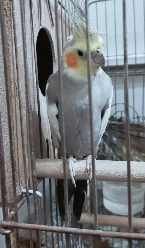 عروس هلندی|پرنده|تفت, |دیوار