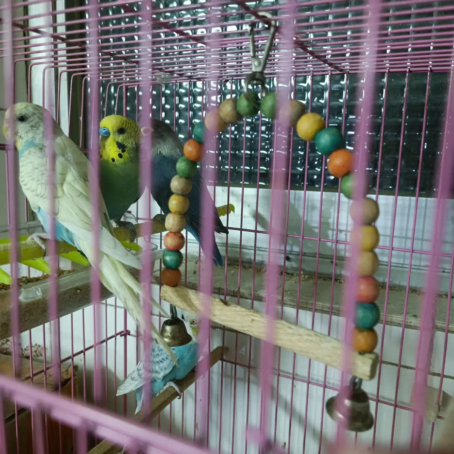 کوتوله و مرغ عشق|پرنده|مشهد, دانشجو|دیوار