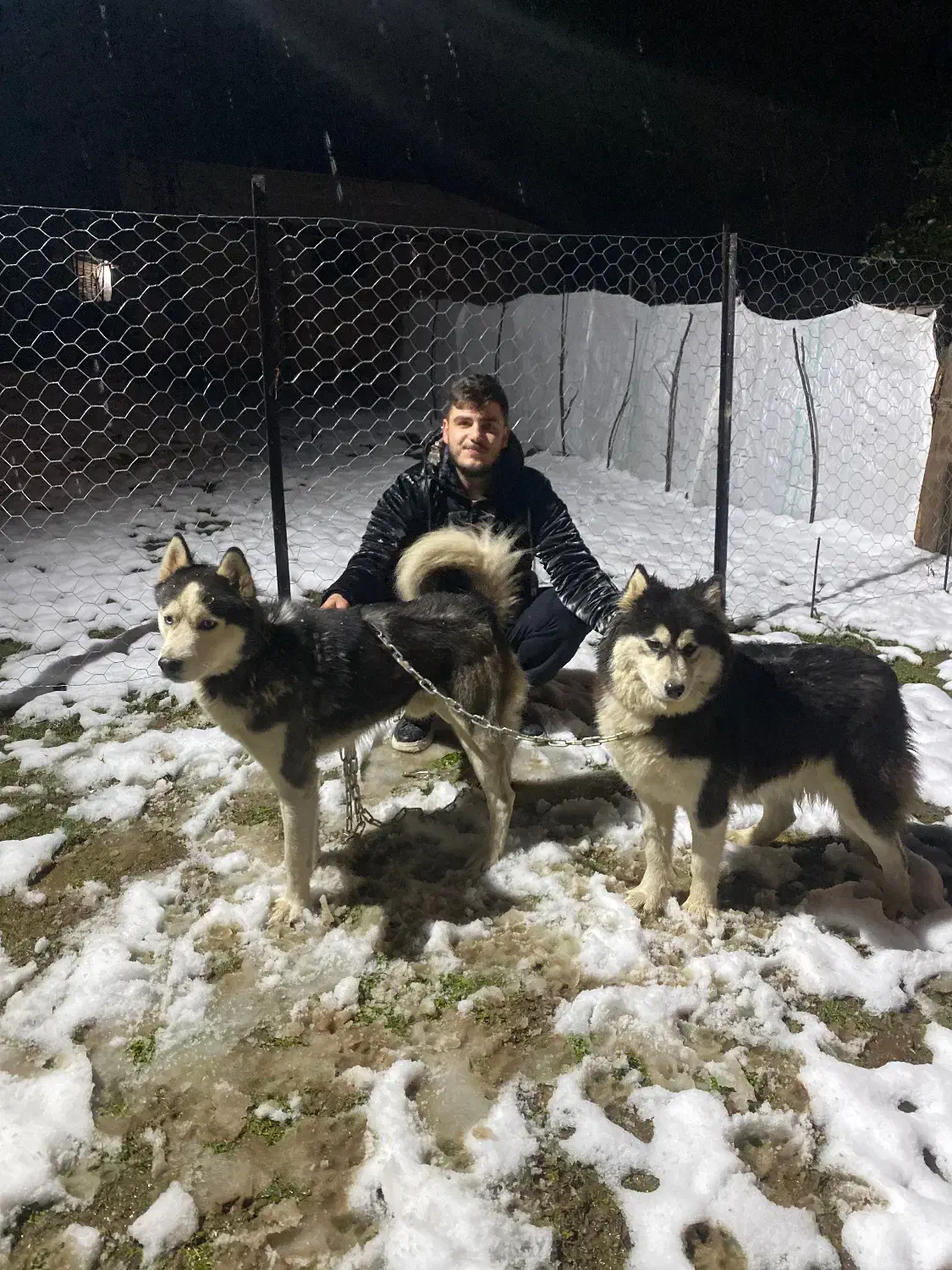 هاسکی نر سیبری ماده مالا موت|سگ|رشت, حومه رشت|دیوار