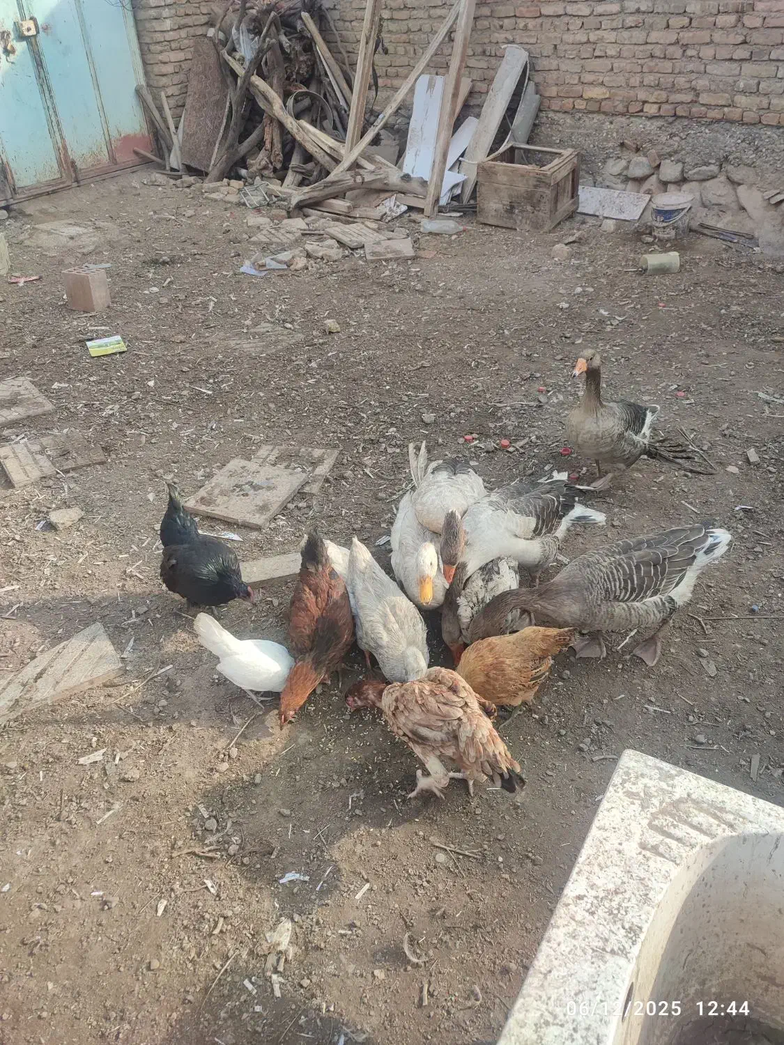 غاز و مرغ محلی|حیوانات مزرعه|جلفا, |دیوار