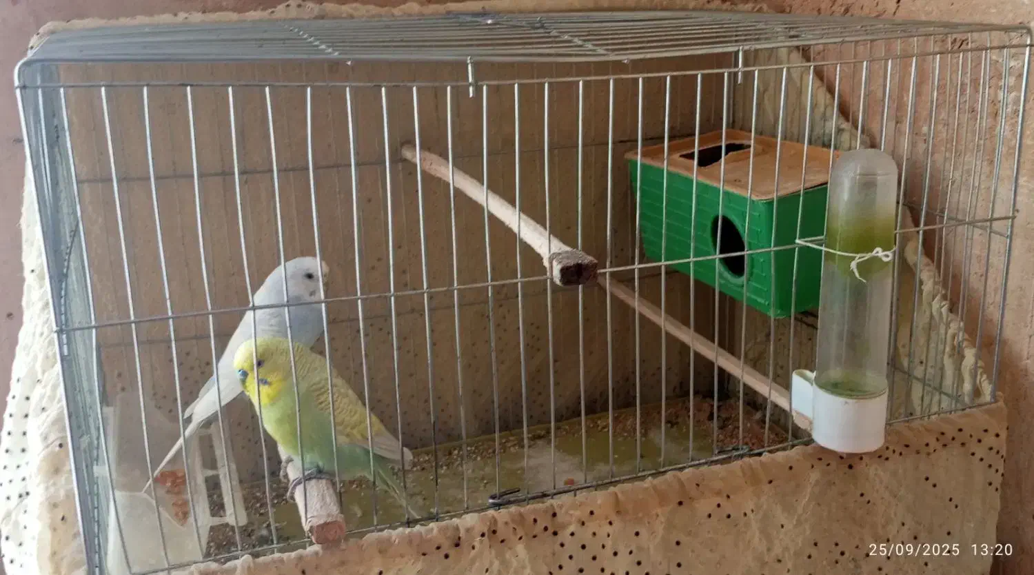 با قفس و وسایل بە فروش می رسد|پرنده|جوانرود, |دیوار