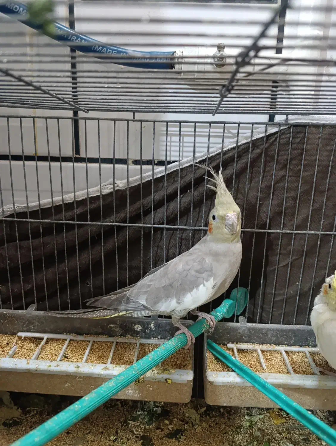 عروس هلندی خونگی|پرنده|خمینی‌شهر, |دیوار