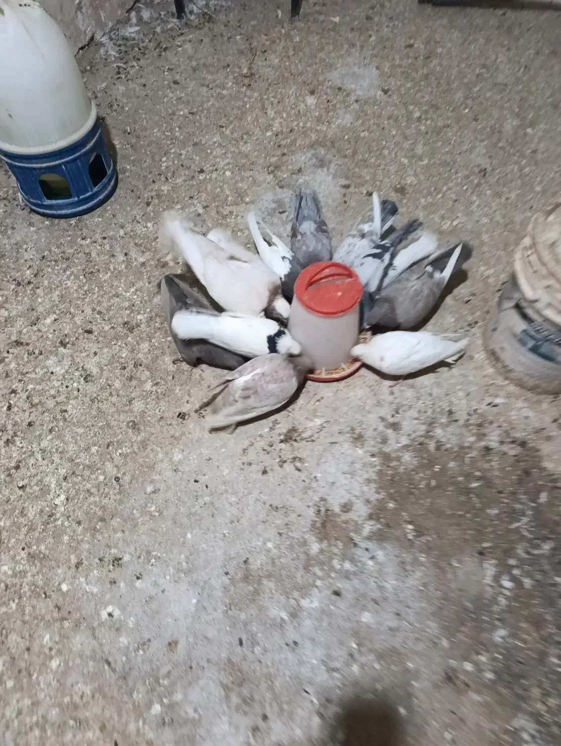 کفتر پرشی|پرنده|بوئین زهرا, |دیوار