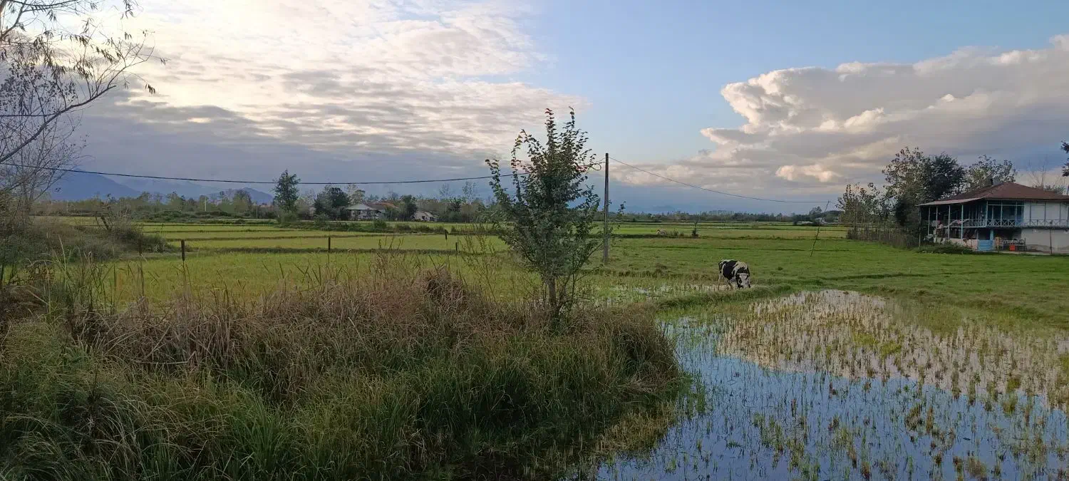 زمین زراعی و مسکونی|فروش زمین و ملک کلنگی|شفت, |دیوار