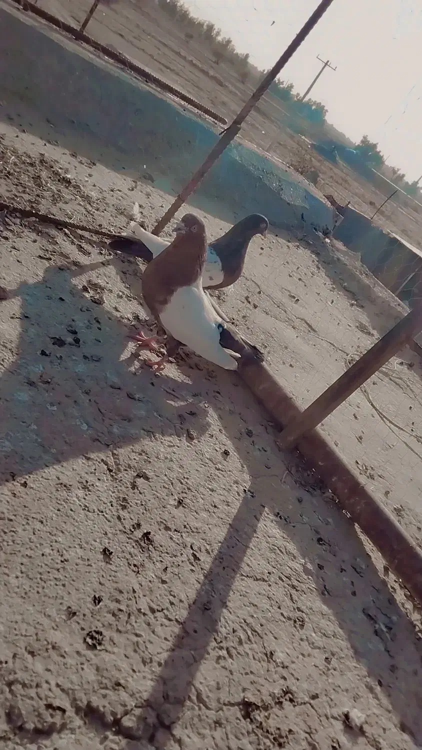 کفتر|پرنده|زابل, |دیوار