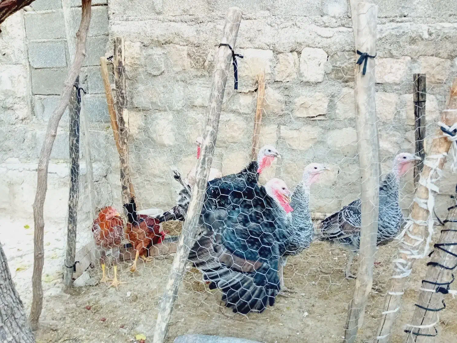 بوقلمون و خروس|حیوانات مزرعه|سیوان, |دیوار