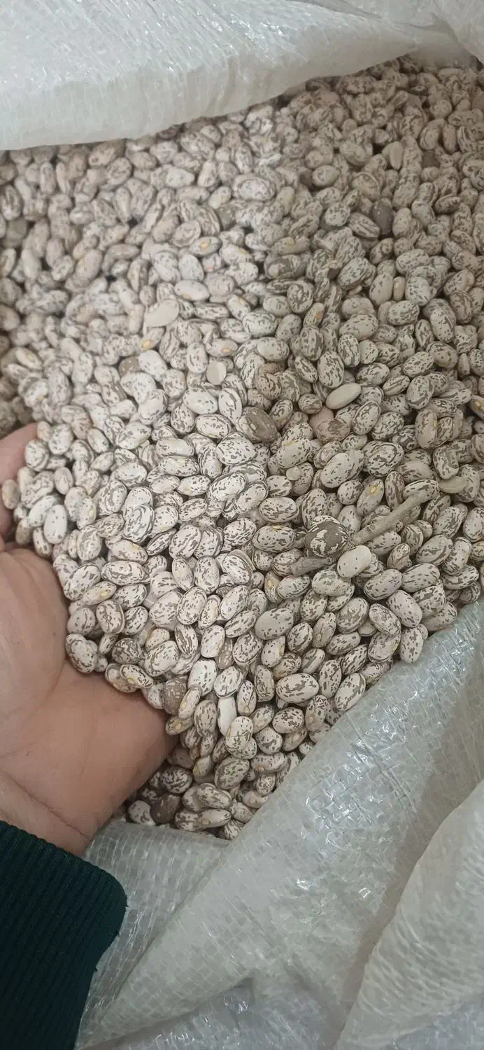 لوبیا چیتی|خوردنی و آشامیدنی|معمولان, |دیوار