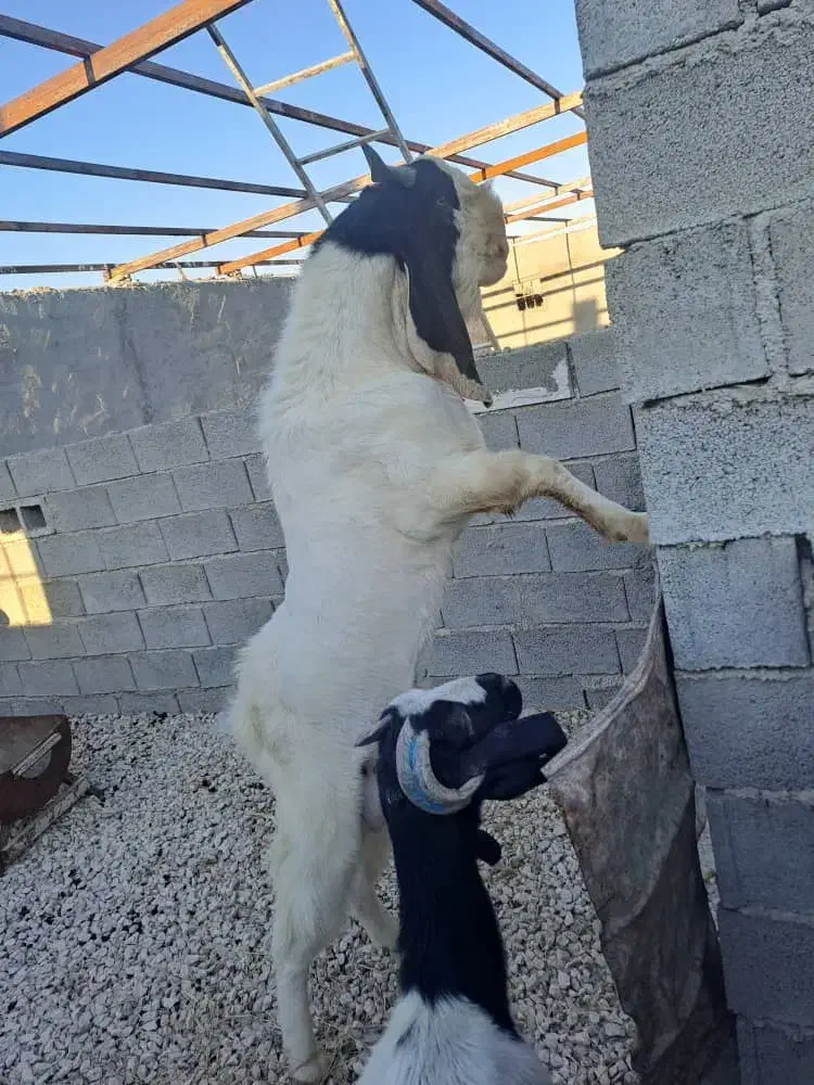 پازن گلابی|حیوانات مزرعه|زرین دشت (فارس), |دیوار