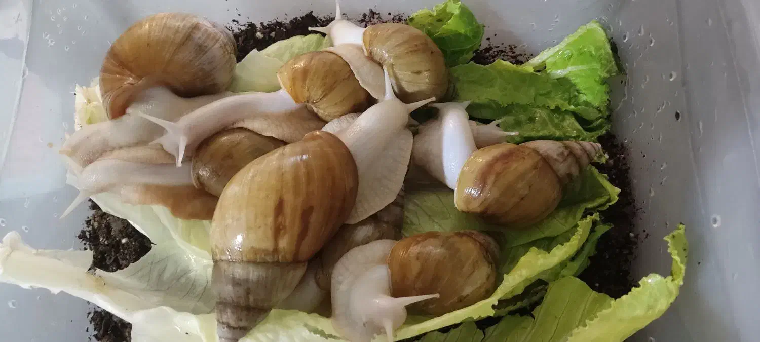 حلزون|خزنده|سبزوار, پیام|دیوار