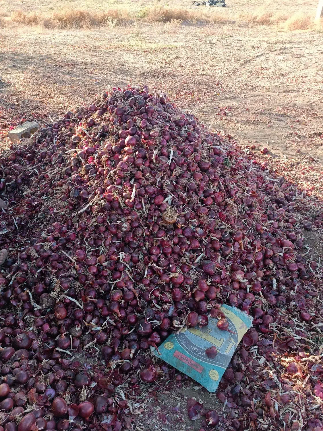 پیاز قرمز لوکس .قطره ای  خوش رنگ|خوردنی و آشامیدنی|بوکان, |دیوار